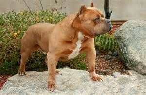 Photo of the dog