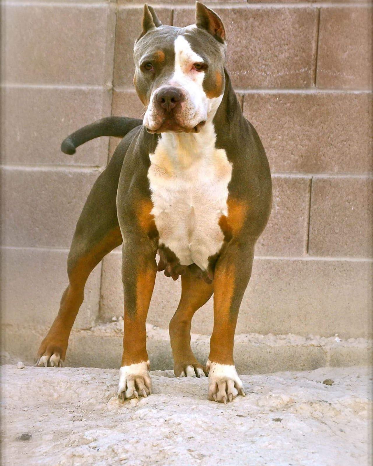 Photo of the dog