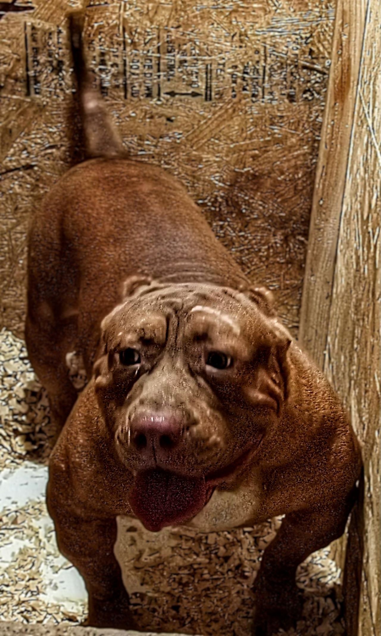 Photo of the dog