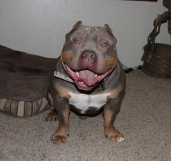 Photo of the dog