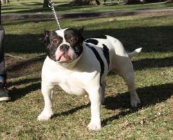 Photo of the dog