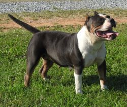 Photo of the dog