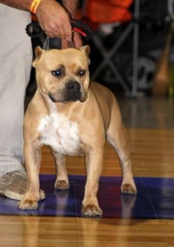 Photo of the dog