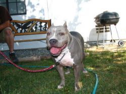 Photo of the dog