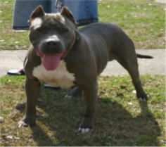 Photo of the dog