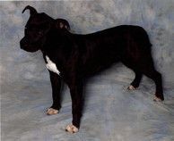 Photo of the dog