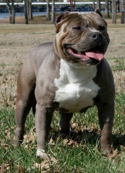 Photo of the dog