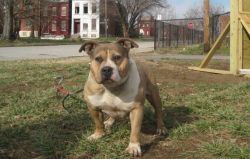 Photo of the dog