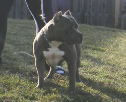 Photo of the dog