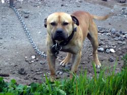 Photo of the dog