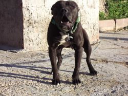 Photo of the dog