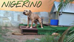 Photo of the dog