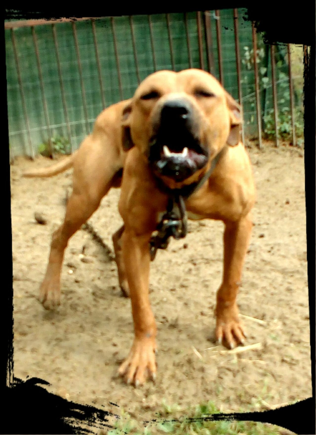 Photo of the dog