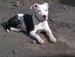 Photo of the dog
