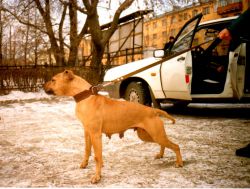 Photo of the dog