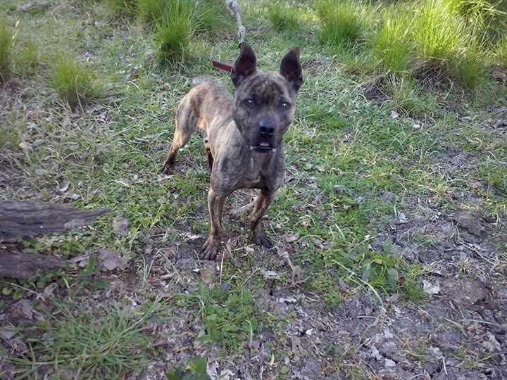 Photo of the dog