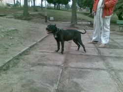 Photo of the dog
