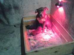 Photo of the dog