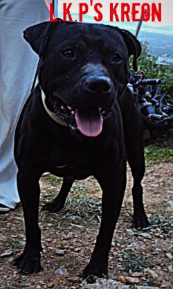 Photo of the dog