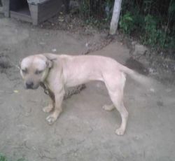 Photo of the dog