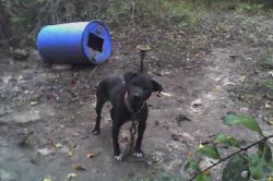 Photo of the dog