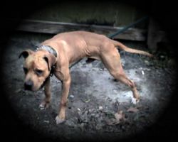 Photo of the dog