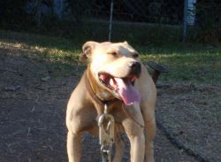 Photo of the dog