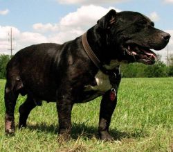 Photo of the dog