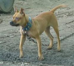 Photo of the dog