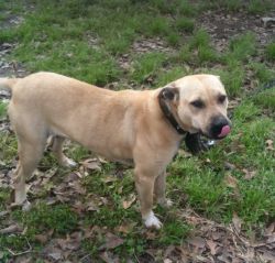 Photo of the dog