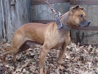 Photo of the dog