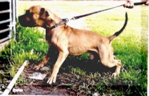 Photo of the dog