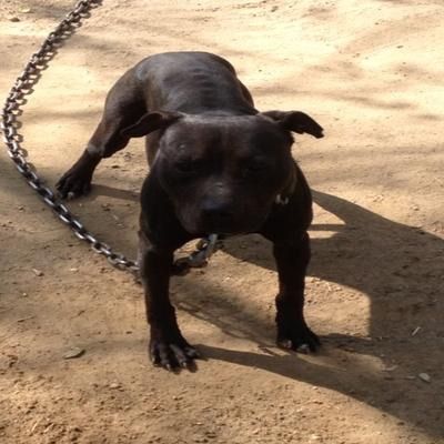 Photo of the dog