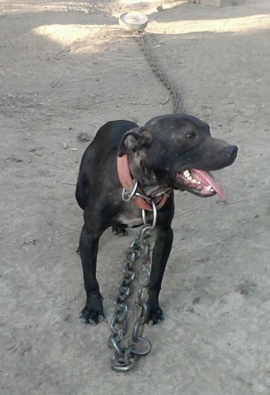Photo of the dog