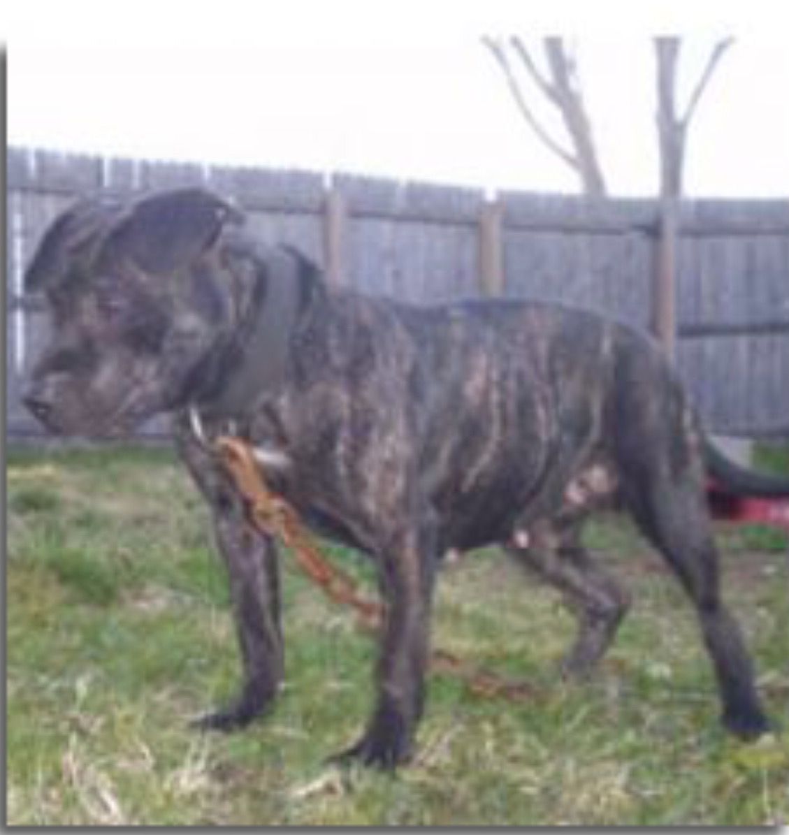 Photo of the dog
