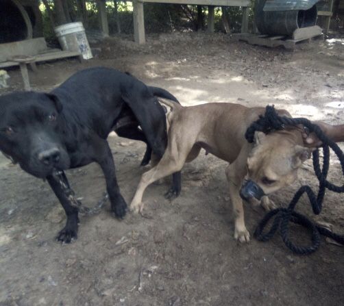 Photo of the dog