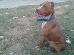 Photo of the dog