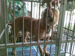 Photo of the dog
