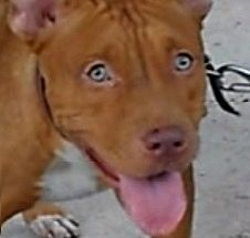 Photo of the dog