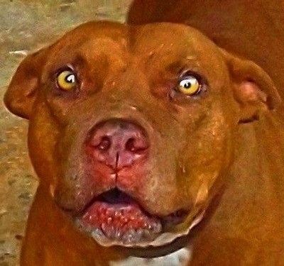 Photo of the dog