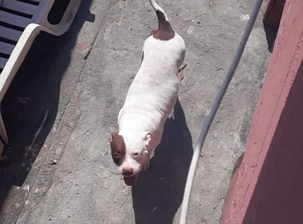 Photo of the dog