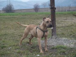 Photo of the dog