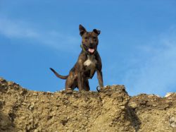 Photo of the dog