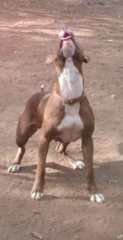 Photo of the dog