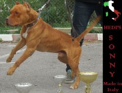 Photo of the dog
