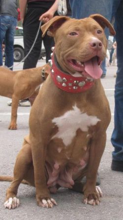 Photo of the dog