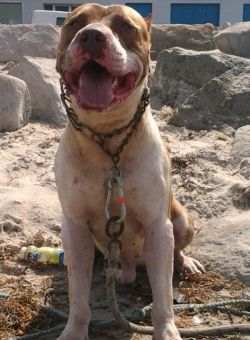Photo of the dog
