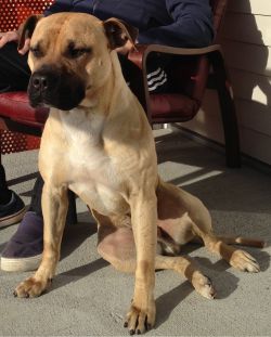 Photo of the dog