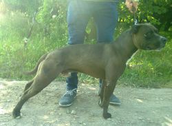 Photo of the dog