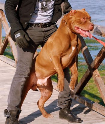 Photo of the dog